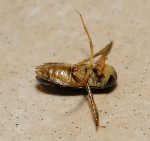 Corixa sp.