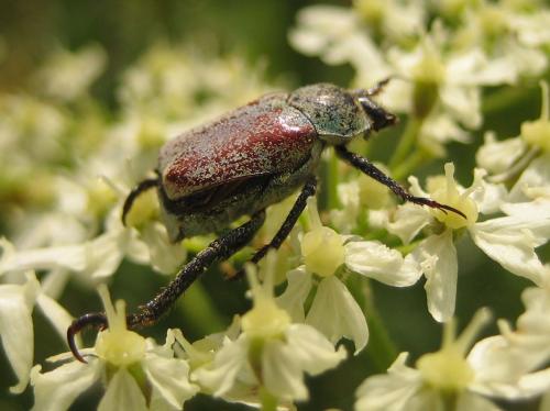 Réf. 47 049 : Hoplia argentea
