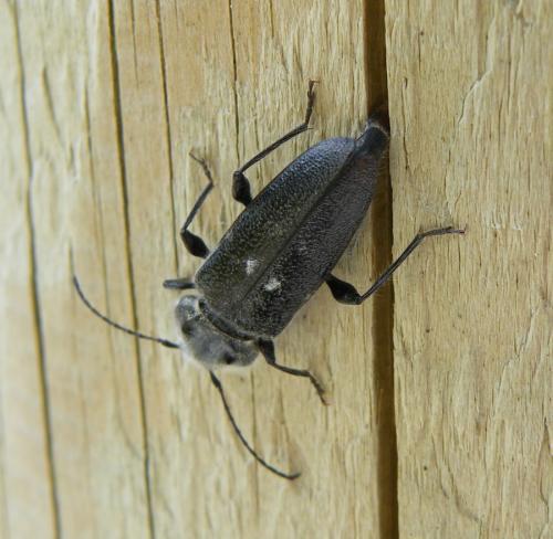 Réf. 47 540 : Hylotrupes bajulus
