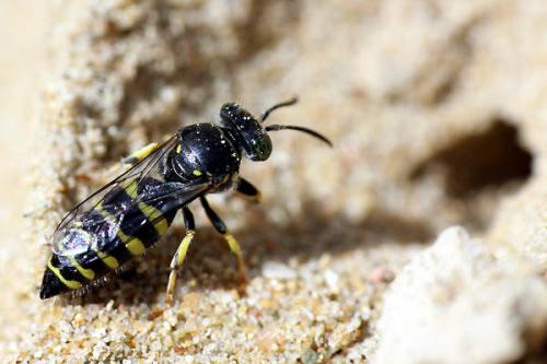 Bembecinus tridens