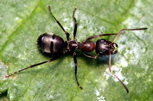 Formica cunicularia