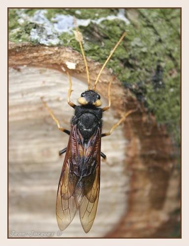 Réf. 47 535 : Urocerus gigas