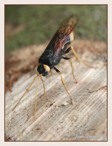 Réf. 47 533 : Urocerus gigas