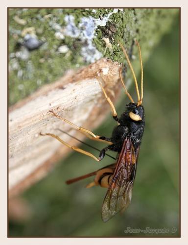 Réf. 47 534 : Urocerus gigas