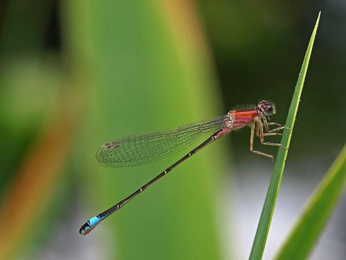 Réf. 47 051 : Ischnura elegans