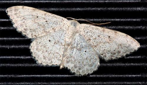Réf. 47 998 : Scopula marginepunctata