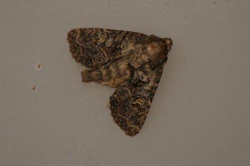 Mesapamea sp.