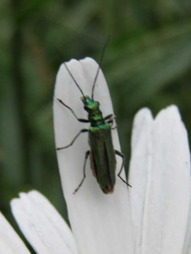 Oedemera nobilis