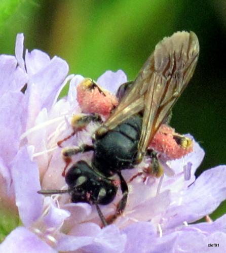 Réf. 47 201 : Andrena hattorfiana