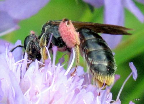 Andrena hattorfiana