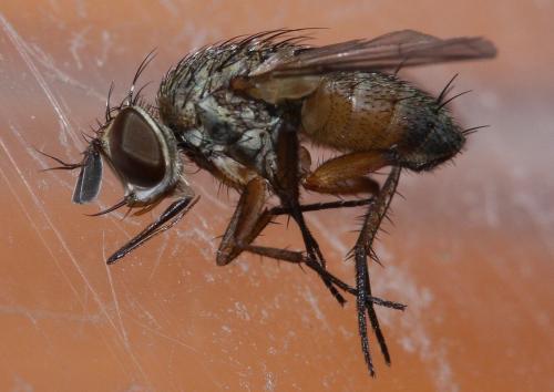 Réf. 47 838 : Siphona pauciseta