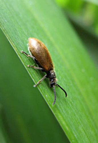 Lagria sp.