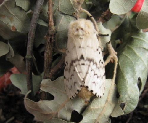 Lymantria dispar