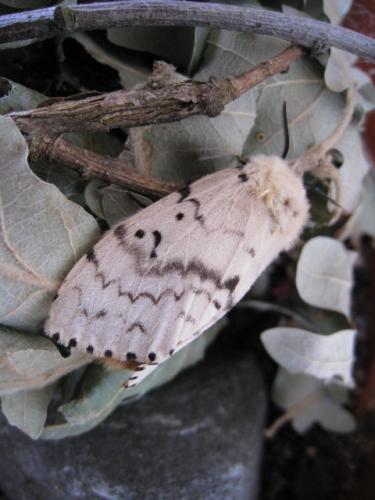 Lymantria dispar