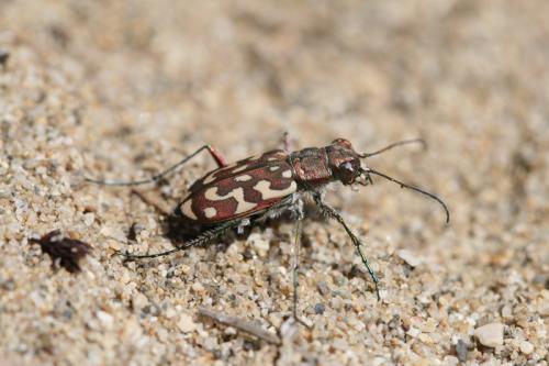 Réf. 47 903 : Lophyra flexuosa