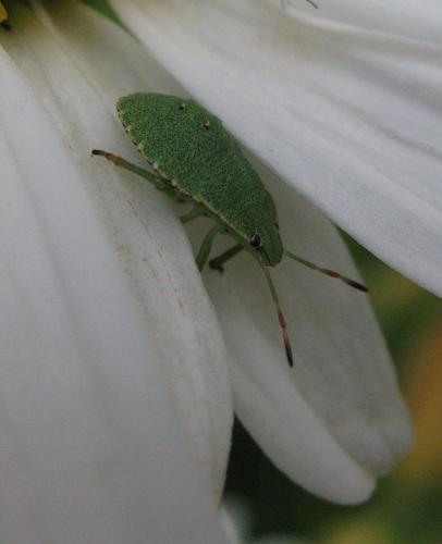 Palomena prasina