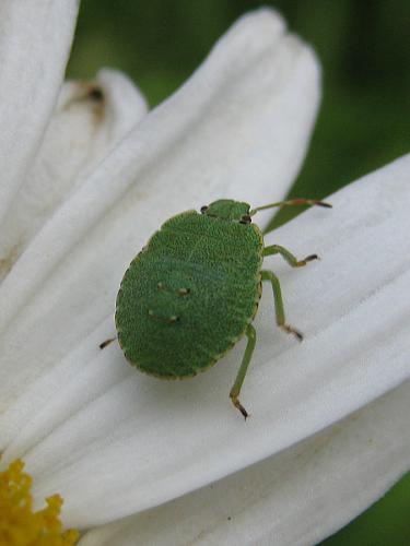 Palomena prasina