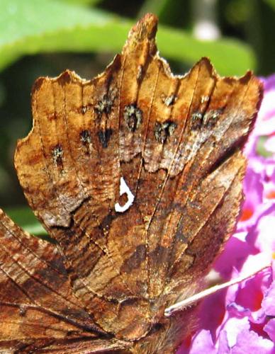 Réf. 47 502 : Polygonia c-album