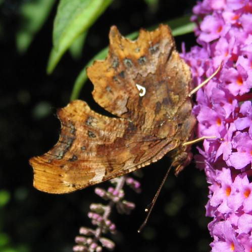 Réf. 47 501 : Polygonia c-album