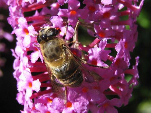 Eristalis tenax