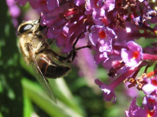 Eristalis tenax