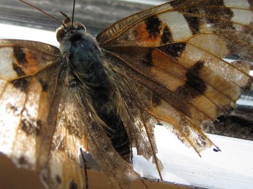 Vanessa cardui
