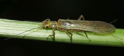 Isoperla sp.