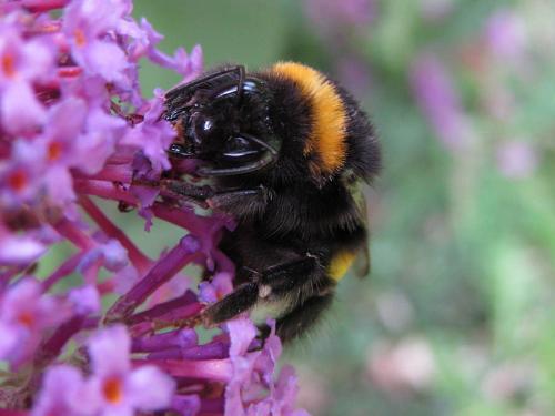 Bombus sp.