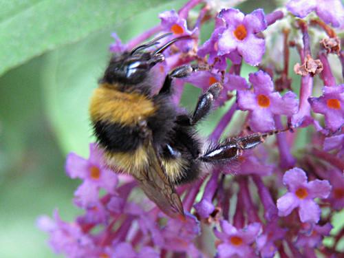 Bombus sp.
