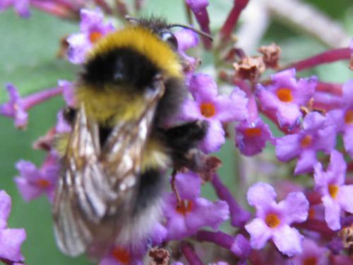Réf. 47 937 : Bombus hortorum