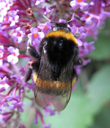 Bombus sp.