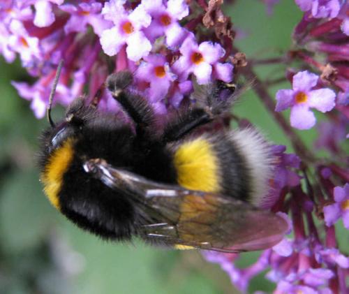Bombus sp.