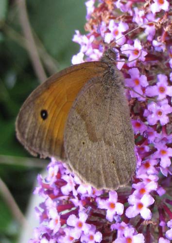 Maniola jurtina