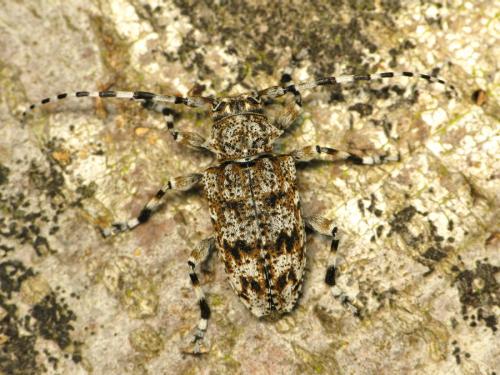 Réf. 47 531 : Aegomorphus clavipes