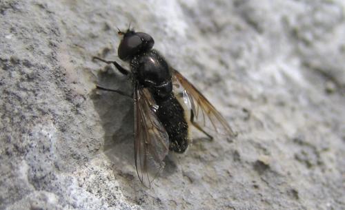 Cheilosia sp.