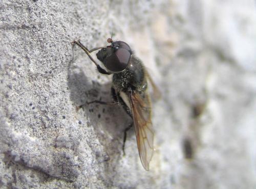 Cheilosia sp.