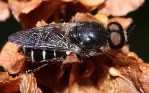 Lasiopa tsacasi