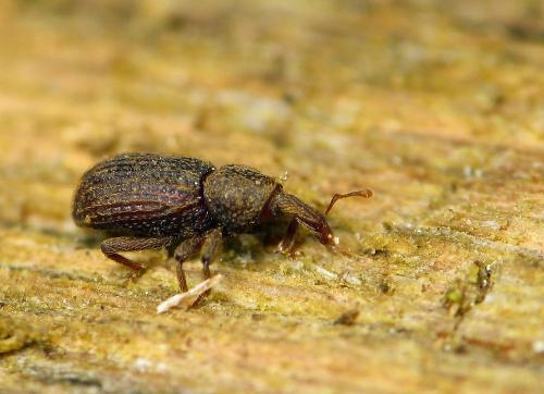 Réf. 47 845 : Anchonidium unguiculare