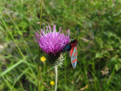 Zygaena sp.