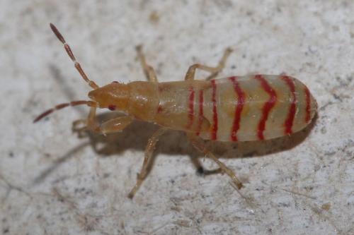 Brachyplax tenuis