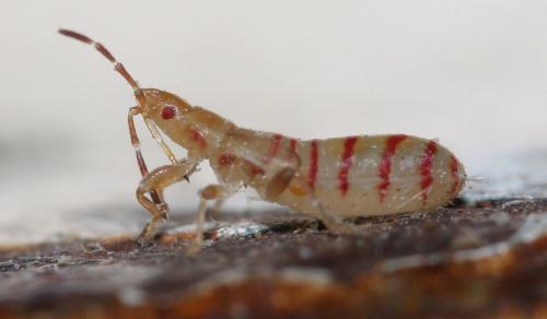Brachyplax tenuis