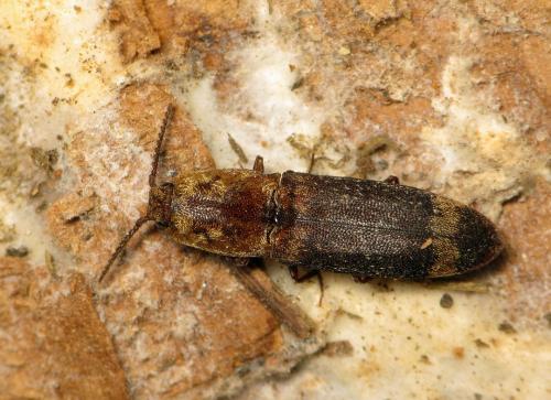 Réf. 47 878 : Lacon querceus