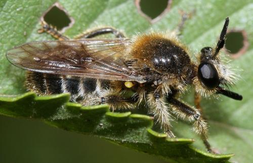 Réf. 47 442 : Choerades fuliginosa