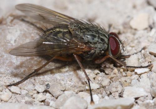 Réf. 47 601 : Phaonia valida