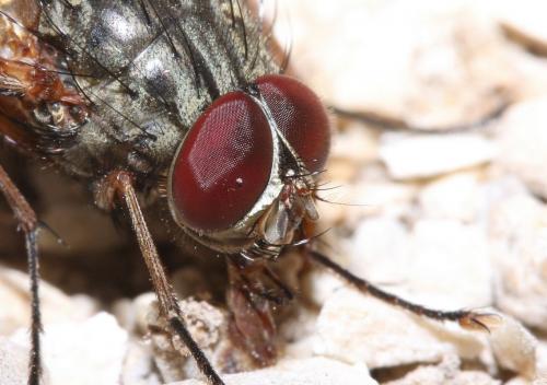 Réf. 47 602 : Phaonia valida