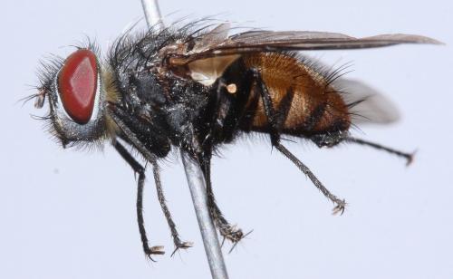 Réf. 47 608 : Stomina caliendrata