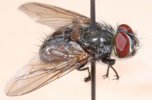 Stomina caliendrata