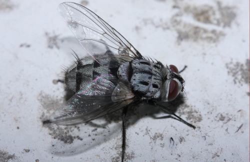 Billaea maritima