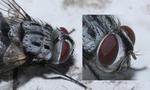 Billaea maritima