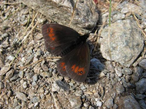 Erebia meolans